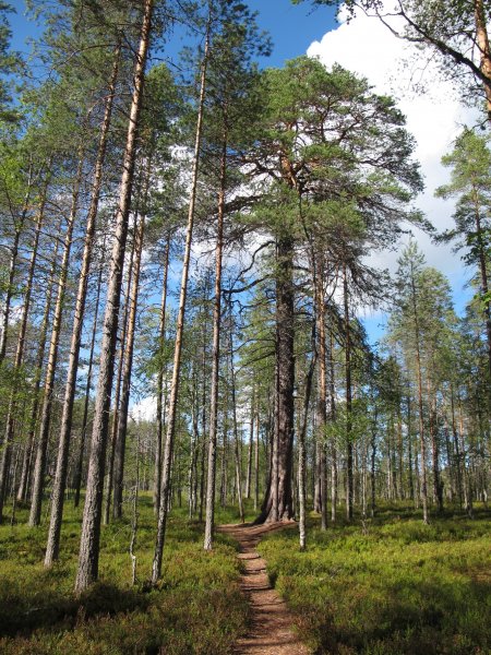Chodník v NP Tiilikkajärvi
