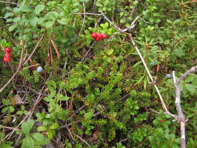 Tri druhy berries