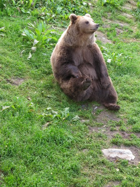 Medveď v Polar parku