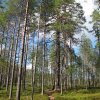 Chodník v NP Tiilikkajärvi