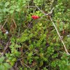 Tri druhy berries