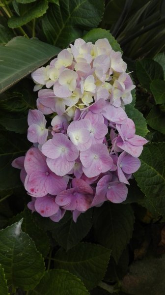 Bielofialová