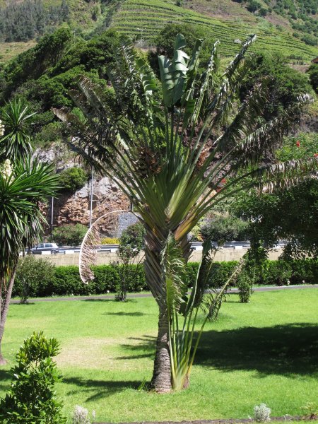 Palma pri jaskyni