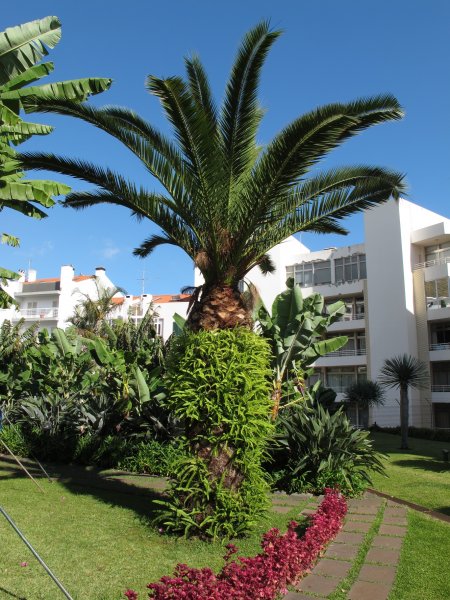 Obrastená palma