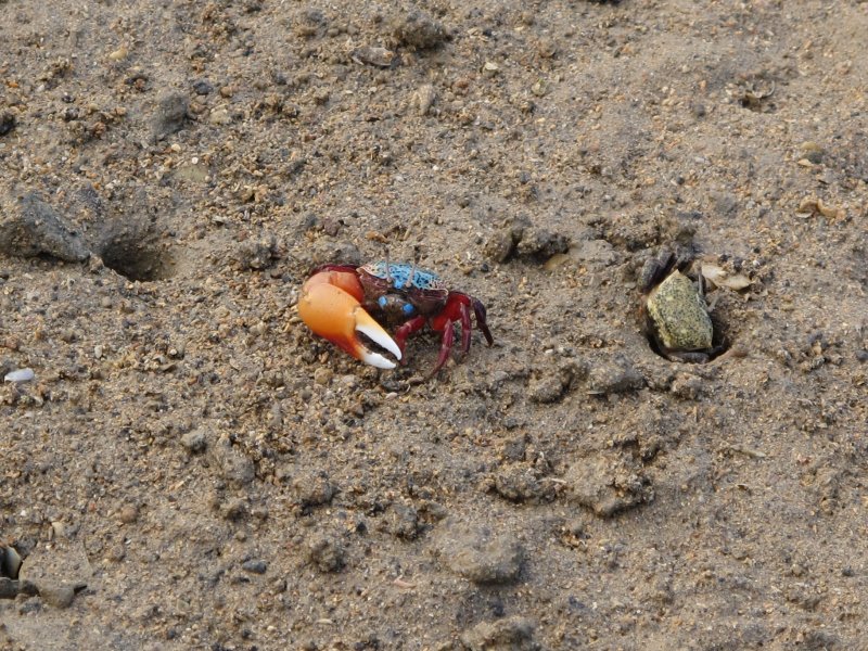 Zvláštny krab