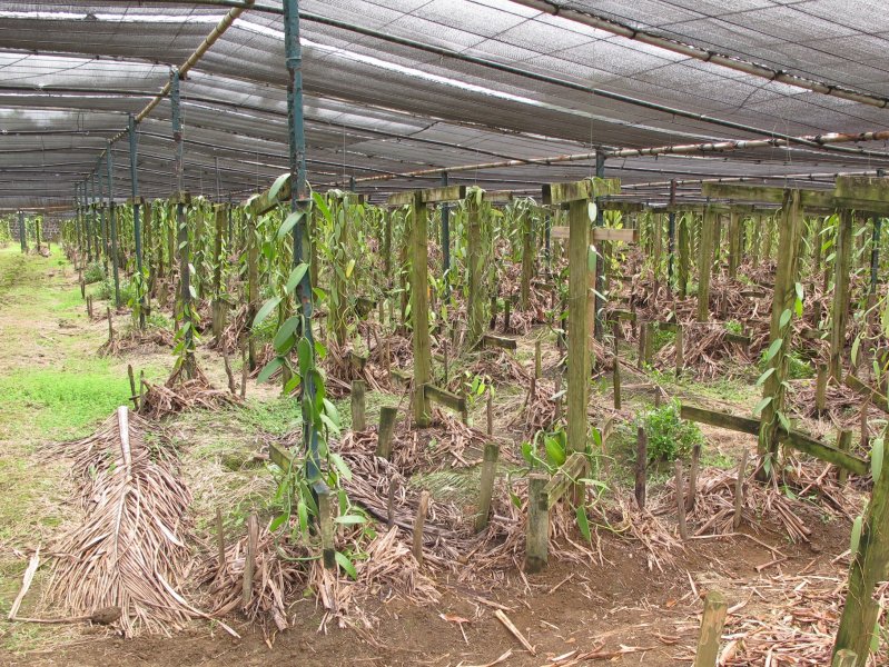 Vanilková plantáž