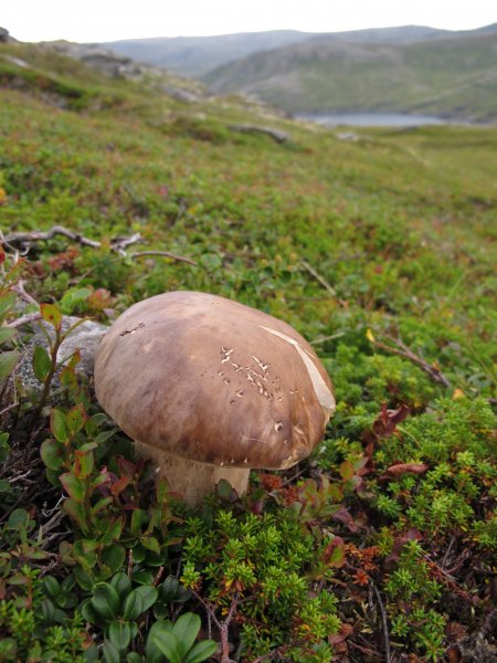 Na severe Európy rastie veľa húb