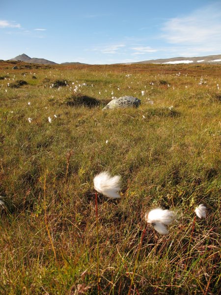 Cestou na Cukrovú homoľu