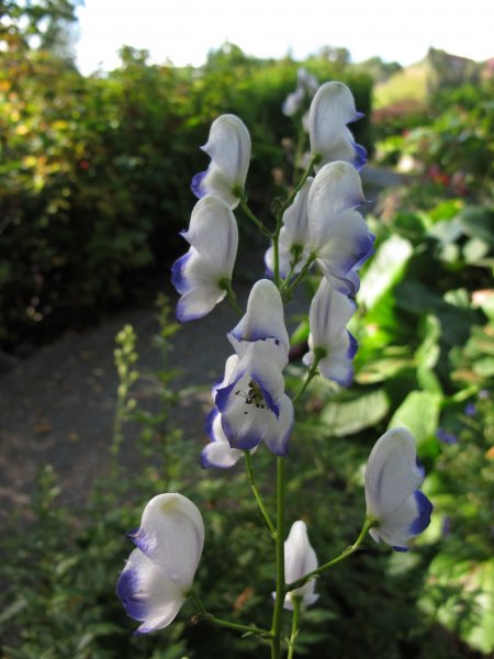 Bielofialové kvety 2