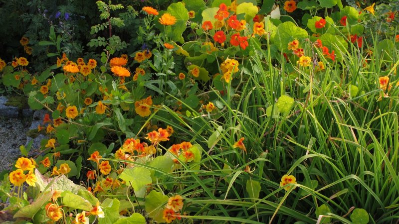 Žltooranžové kvety