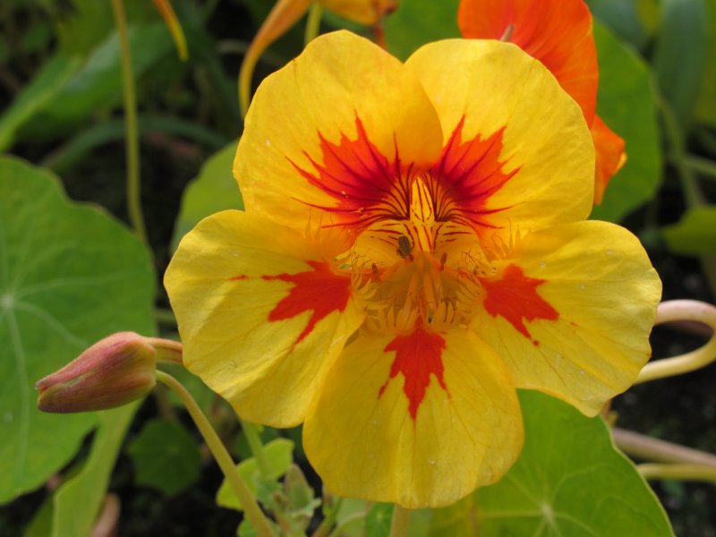 Žltooranžový kvet