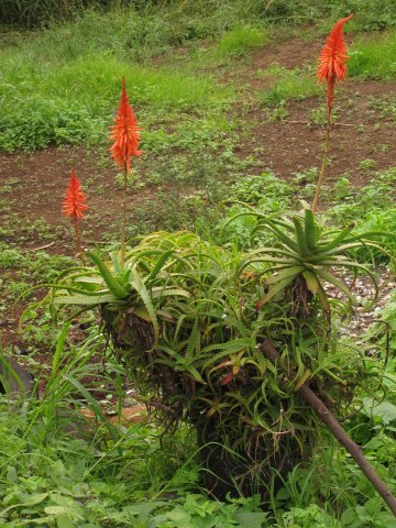 Kvitnúca Aloe vera
