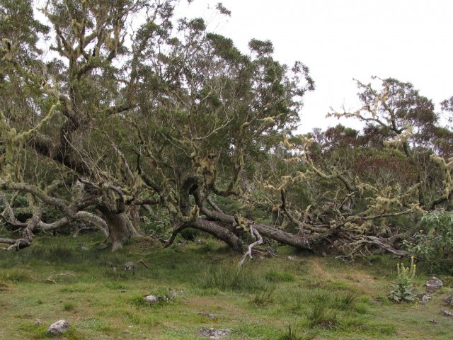 Plaine des Tamarins