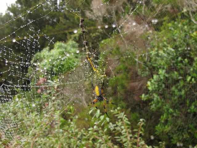 La Bibe - Nephila inaurata