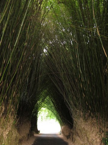 Bambusový tunel