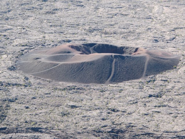 Formica Leo