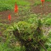Kvitnúca Aloe vera