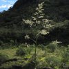 Yucca
