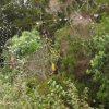 La Bibe - Nephila inaurata