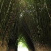 Bambusový tunel
