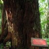 Červené drevo Agarista salicifolia