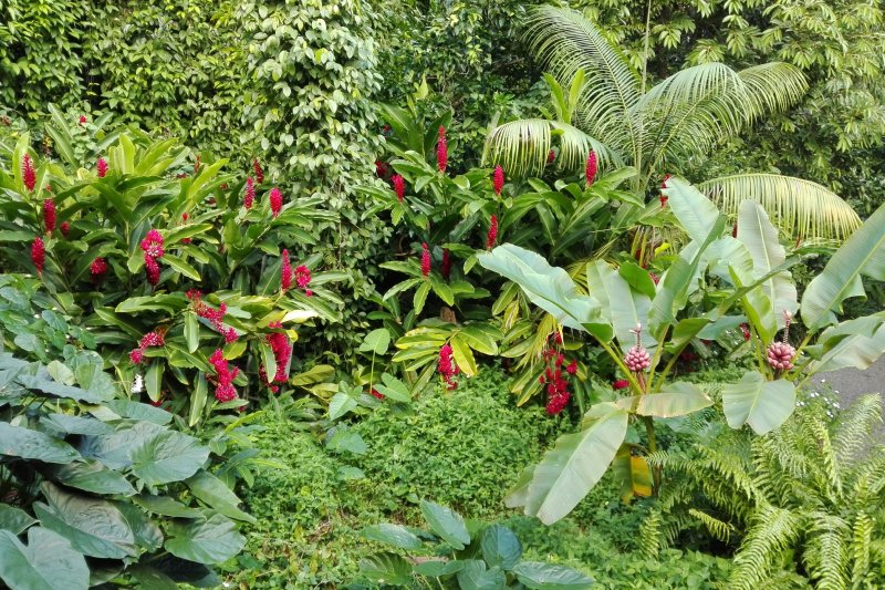 V Záhrade vôní a korení