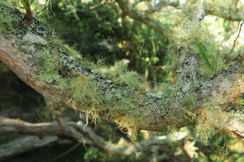 Život na kmeni tamarínu