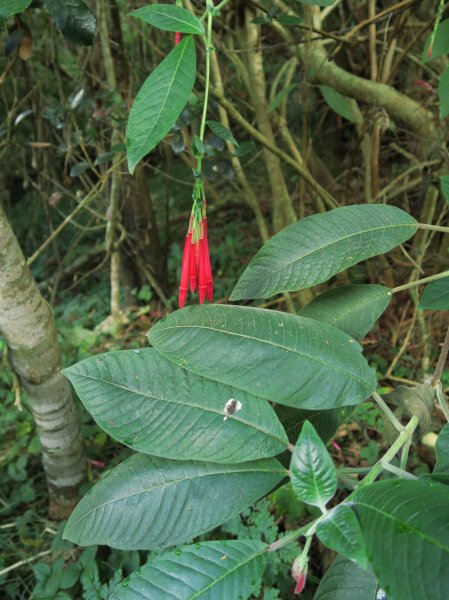 Fuchsia boliviana Carrière