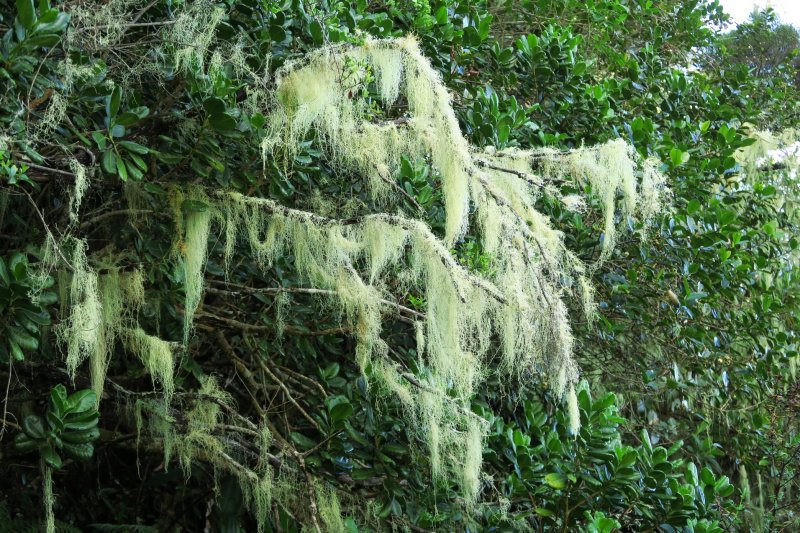 Cudzopasné rastliny