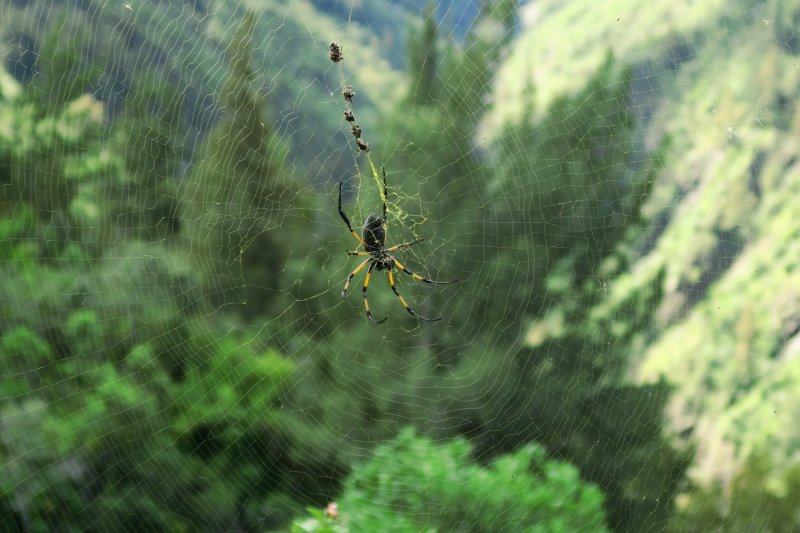 Najrozšírenejší pavúk