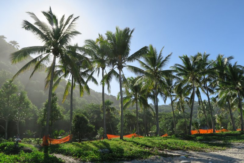 Kokosové palmy pri pláži