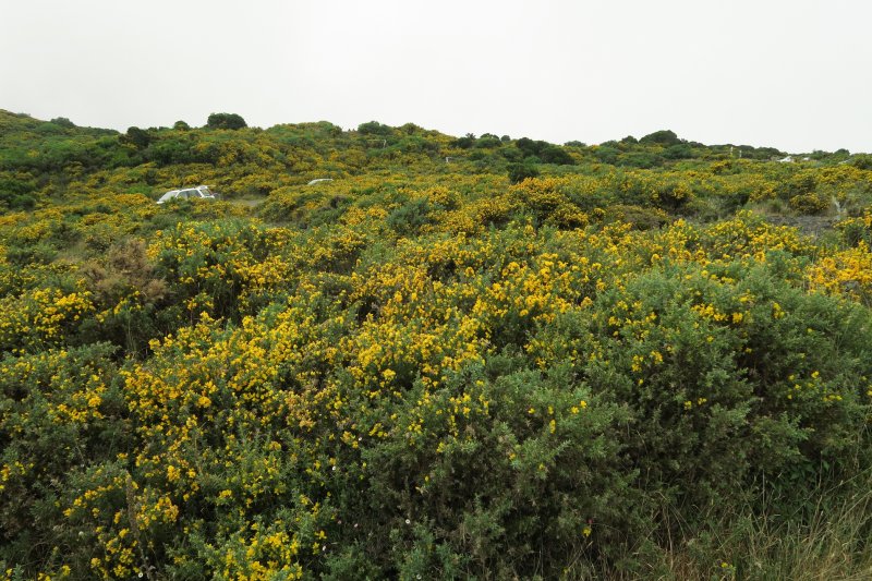 Záplava žltých kvetov