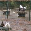 Zvieratá v parku Orangerie
